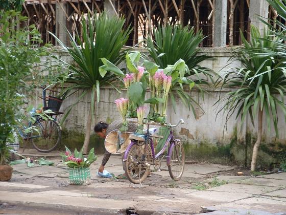 a picture called l vendeuse fleurs vientiane should be here...